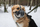 Maskë hekuri për qen PET NOVA MUZZLE METAL XL, përmasa XL, e zezë