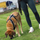 Rrip ecës për qen Dingo Walking Belt With Shock Absorber, polipropilen, me amortizator, i zi