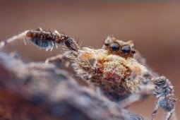 Objektiv Venus Laowa 25mm f/2.8 Ultra Macro, 2.5-5x, për Canon RF, i zi