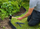 Kunja ankorimi për bordurë Nature Garden Anchor Pegs, 19.5 cm, set 10 copë, ngjyrë e zezë
