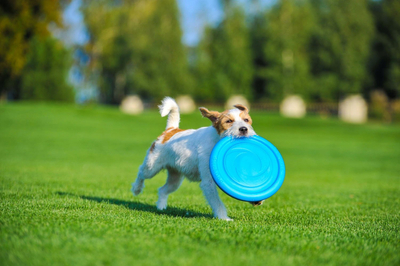 Disk fluturues për qen Pitchdog, 24 cm, rozë