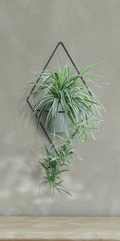 Држач за закачување на саксии за цвеќе SHOWY HANGER, 38.6x20.9x65.6cm, за ѕид и балкон
