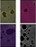 Bllok shënimesh Promised Land A5, 80 fletë me katrore, pako 5 copë