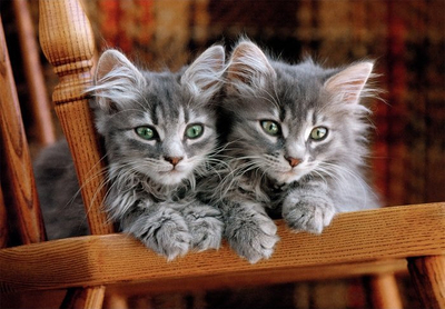 Puzzle Clementoni 35580 “Kittens”, 500 copa, me shumë ngjyra