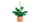 Set LEGO Botanicals 11504 Peace Lily, lule dekorative, për të rritur, shumëngjyrësh