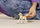 Figurinë Schleich Haflinger Foal, Horse Club, 15 cm