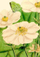 Kartolinë Madame Treacle Flowers and Butterfly, format B6, me zarf