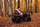Makina me bateri Toyz RINGO MORO ALL-TERRAIN