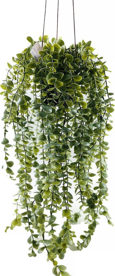 Bimë artificiale varëse Home Styling Collection Senecio, për zbukurim, jeshile, me vazo të zezë
