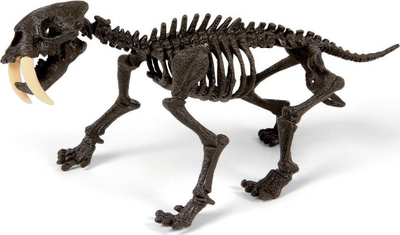 Set eksperimental Clementoni Smilodon Skeleton, ndërtim skeleti tigri, gips për kallëp, shumengjyrësh