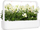Kapsula bime Click &amp; Grow White Snapdragon, set me 3 copë, lule të bardha