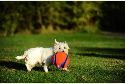 Lodër topi për qen Chuckit Kick Fetch, e vogël, kanavacë dhe gomë, shumëngjyrëshe