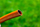 NEO Градинарско Црево 3/4" x 50 m, 4-Слојно