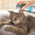 Shampo pa ujë për mace Vet's Best Waterless Cat Bath, 150ml, me aloe vera