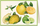 Kartolinë Tassotti Citrus Fruits B6, me zarf, shumëngjyrëshe