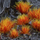 Tufa bari dekorativ Gamers Grass Alien Fire Tuft Wild, 6 mm, shumëngjyrëshe