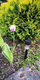 Llambë solare LED Saska Garden, 4.7cm, 30.5cm