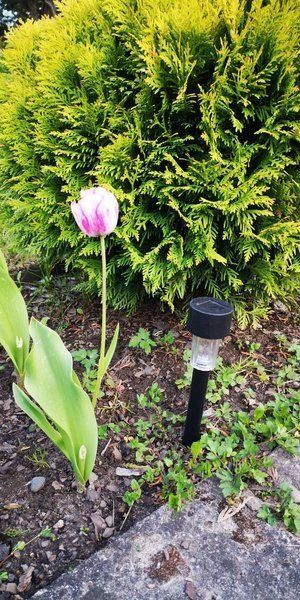 Llambë solare LED Saska Garden, 4.7cm, 30.5cm
