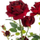 Bimë artificiale për zbukurim Atmosphera Red Rose Bush, 74 cm, e kuqe