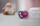 Qetsus Philips Avent Ultra Air 18m+, set me 2 copa, silikon, me dizajn me elefant