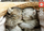 Puzzle Educa Sweet Kittens, 500 copa, 48 x 36 cm, shumëngjyrësh