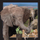 Kartolinë 3D Worth-Keeping Elephant