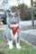 Ham sportiv për mace All for Cats, nr. S, reflektues, i verdhë