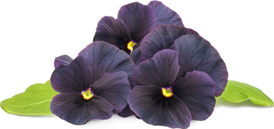 Kapsula me bimë Click &amp; Grow Black Pansy, set me 3 copë, lule të zeza