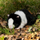 Lodër pelushi World of Nature Guinea Pig, kavie bardh e zi