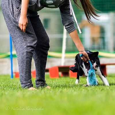 Играчка за кучиња Dingo Dog Chew Toy Artificial Fur On Bungee, 55cm, синтетичко крзно, еластична рачка