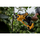 Gërshërë krasitëse me bateri Dewalt DCMPP568P1, 18V, 5.0Ah, e verdhë