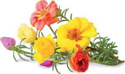 Kapsula bime Click & Grow Moss Rose, 3 copë, lule dekorative shumëngjyrëshe