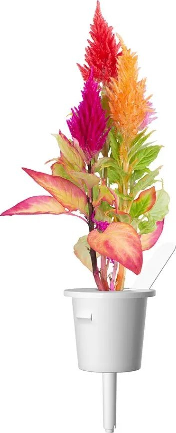 Pod për kopsht Click &amp; Grow Cockscomb, 3 copë, për zbukurim, shumëngjyrëshe