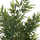 Bimë dekorative sintetike HM4737 Bamboo, 200cm, me vazo, jeshile