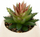 Bimë artificiale Livy Succulent, 17cm, vazo qeramike e bardhë