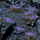 Tufë lulesh dekorative Gamers Grass Violet Flower Tufts, 6mm, vjollcë