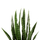 Bimë sintetike Sansevieria 90cm (HM7995), gjelbër