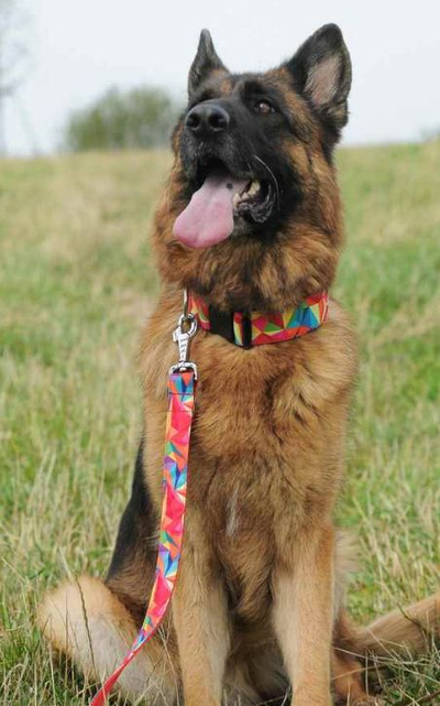 Qafore qeni Dingo America Kolorado, 4.0cm, 75cm, shumëngjyrëshe