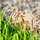 Puzzle druri 3D Little Story Elephant, model për ndërtim, për kalamaj