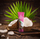 Krem për duar Dr. Pawpaw Cooca & Coconut, 50 ml