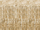 Perde dekorative PartyDeco Golden Party, 90 x 250 cm, e artë