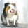 Magnet frigoriferi Teka FM248 Guinea Pig, për zbukurim, shumëngjyrësh