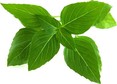 Kapsula me bimë Click and Grow Thai Basil, set me 3 copë, për kopshtin inteligjent