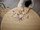 Set lodër Lego Disney Belle and Rapunzel's Royal Stables (43195), 239 elemente