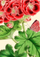 Kartolinë Madame Treacle Geranium, format B6, me zarf, me ngjyra