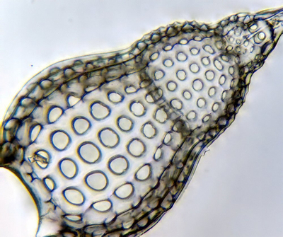 Mikroskop Delta Optical Genetic Bino, binokullare, me dritë të brendshme, i bardhë