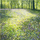 Kartolinë Susan Entwistle Glade of Bellflowers, me vizatim artistik, me zarf, plot me ngjyra