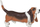 Figurinë lodër PAPO Dog and Cat Companions, PVC, multikolor