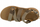 Sandale për goca Merrell Speed Fusion Web Rmx W J008138, material tekstil e plastik, taban gome, kafe