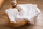 Set shtrati për bebe Muslin Bedding Hearts, 80x100 cm, pambuk muslin, shumëngjyrësh